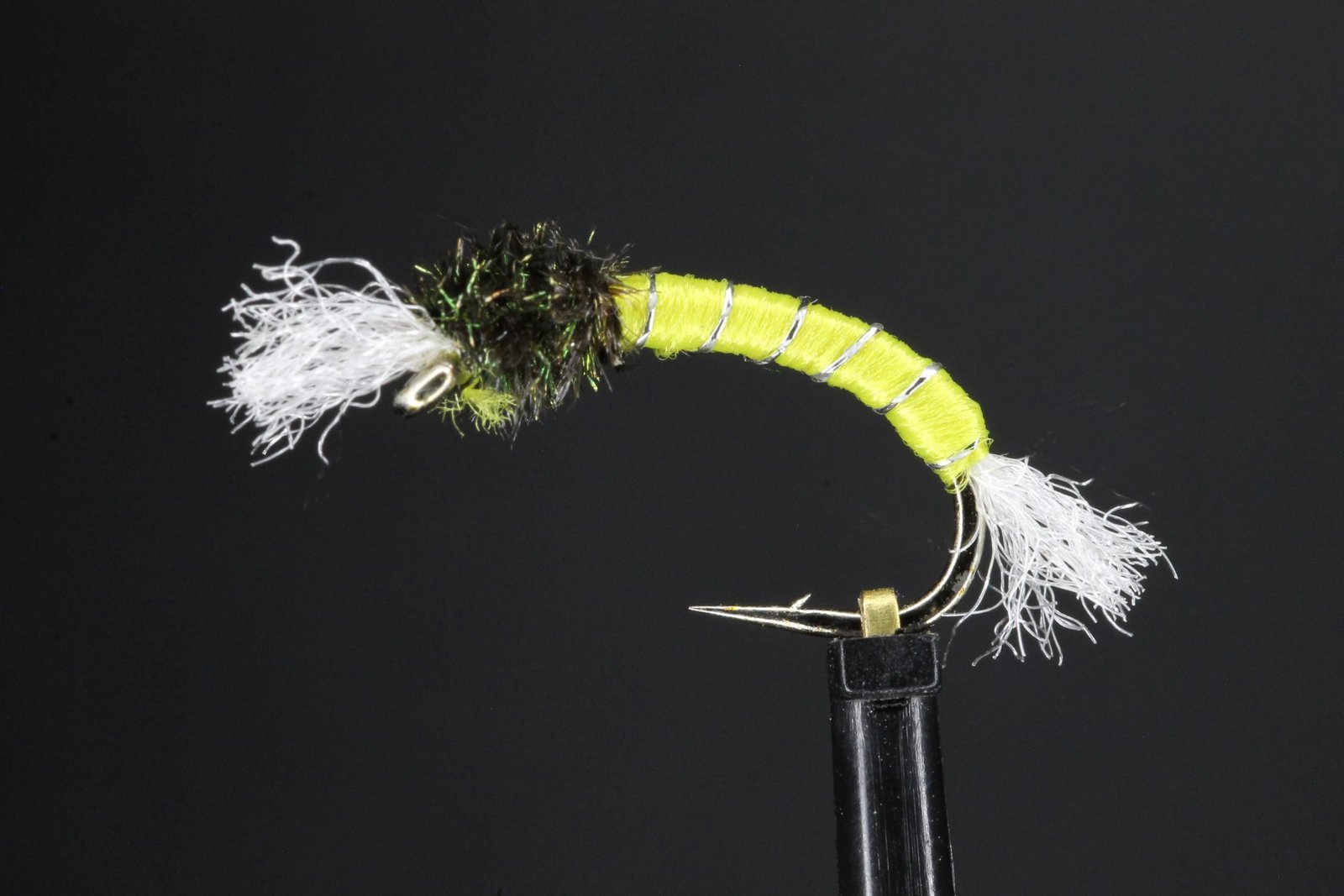 Yellow Standard Thoraxed Shipmans Buzzer Yellow Standard Thoraxed Shipmans Buzzer