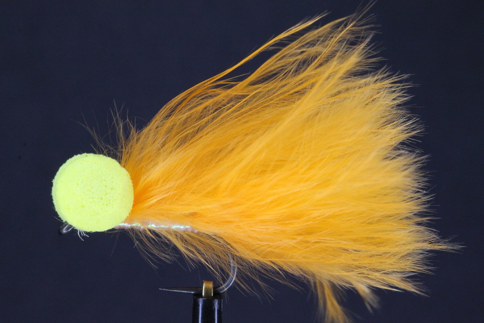 Candy Orange Booby scaled