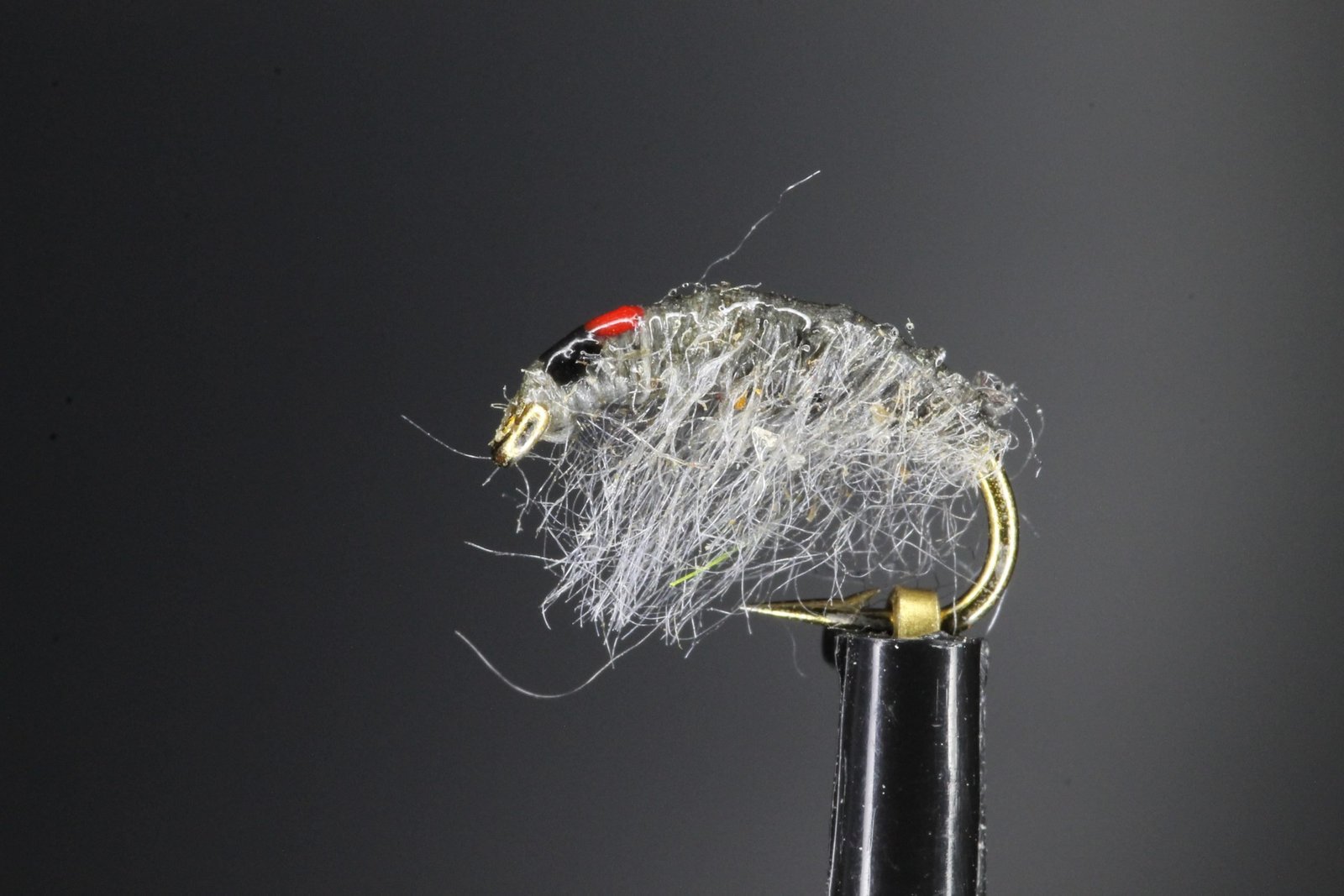 Clear Red Tag Shrimp