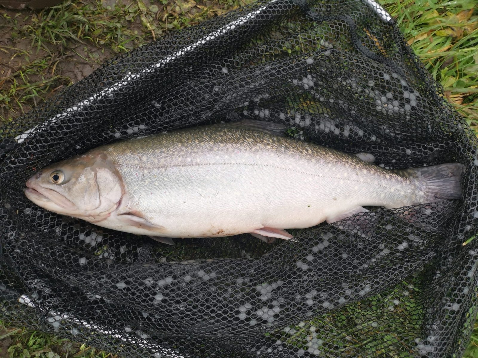 spartic Trout Flies Direct