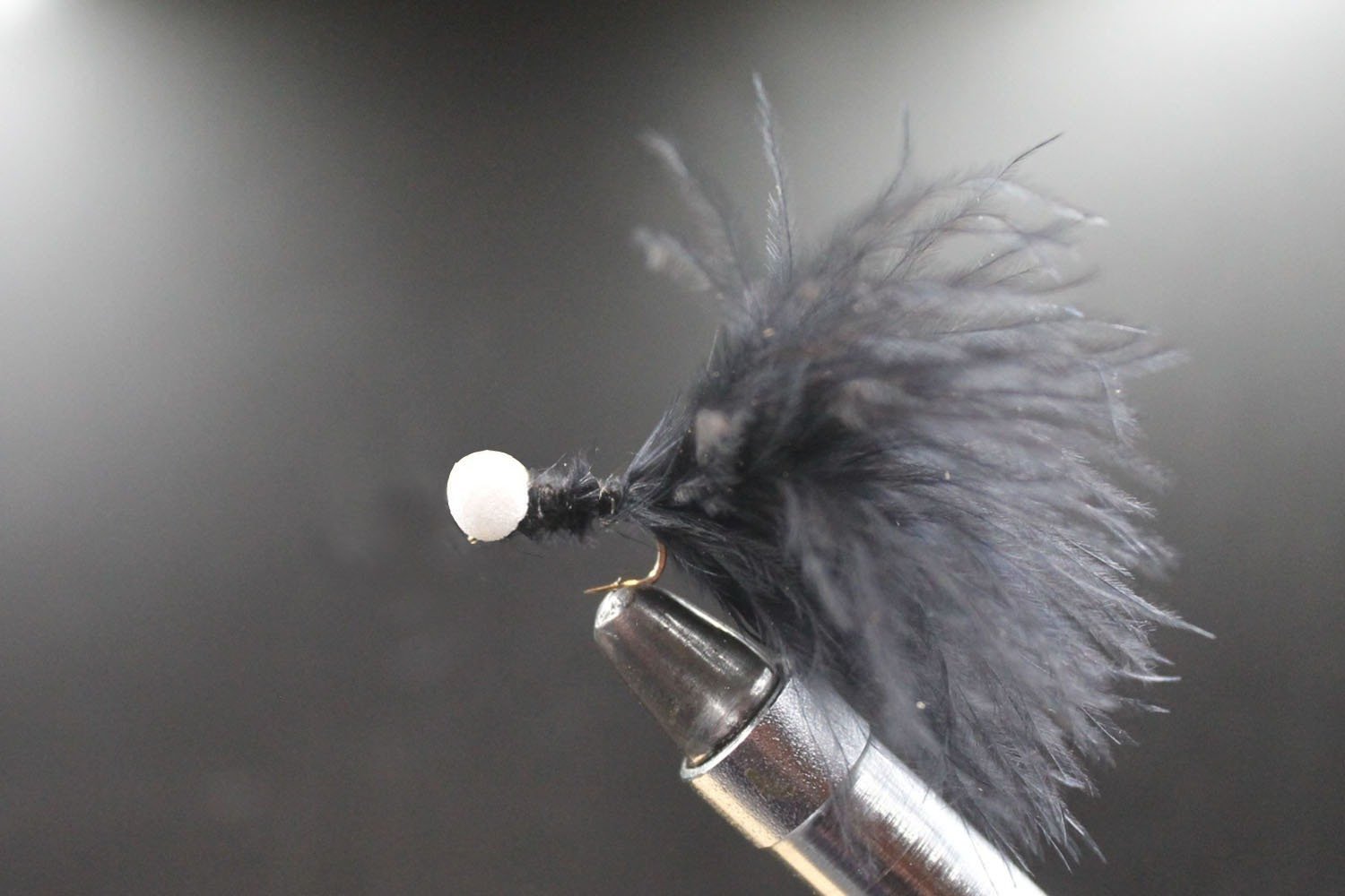 Short Shank Black Booby Short Shank Black Booby