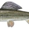 Grayling