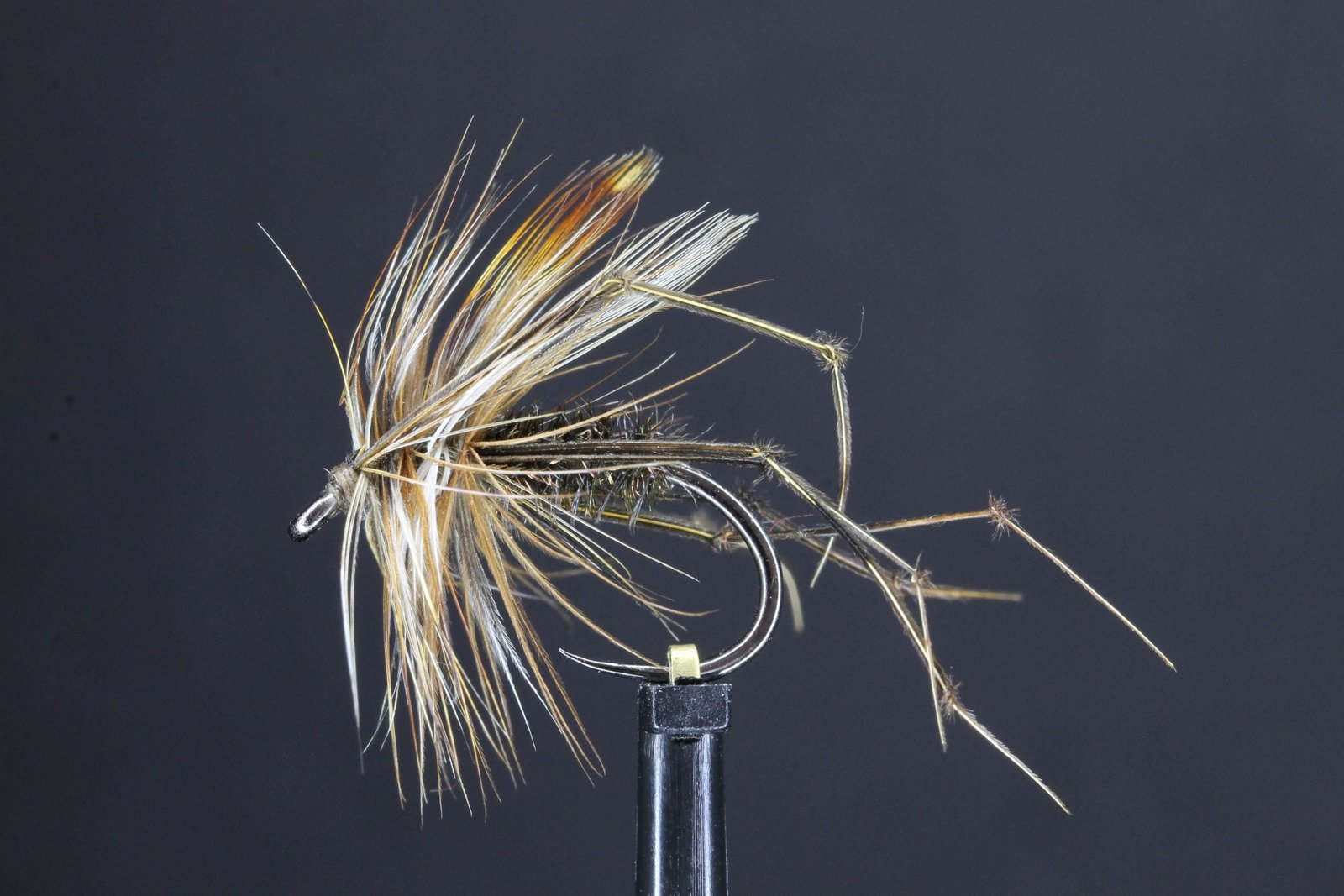 Peacock Daddy Long Legs